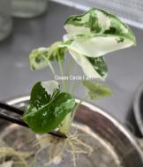 Alocasia Emerald Tide TC | Grower's Choice, Foshan Collection