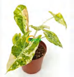 Alocasia 'Nairobi Nights' Camouflage Tricolor TC | Grower's Choice, Foshan Collection