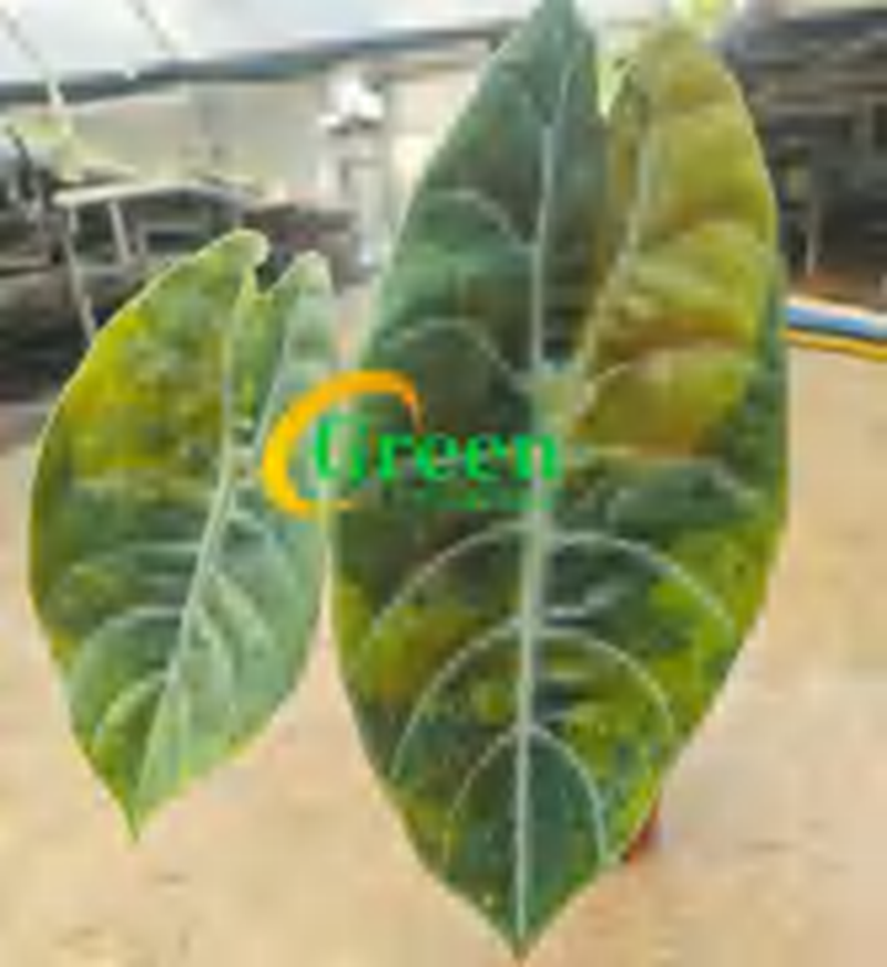 Alocasia Longiloba Suhirmaniana Aurea TC | Grower's Choice, Foshan Collection