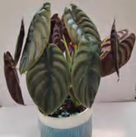 Alocasia Cuprea Black TC | Grower's Choice, Foshan Collection
