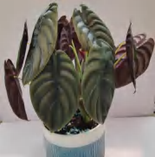 Alocasia Cuprea Black TC | Grower's Choice, Foshan Collection
