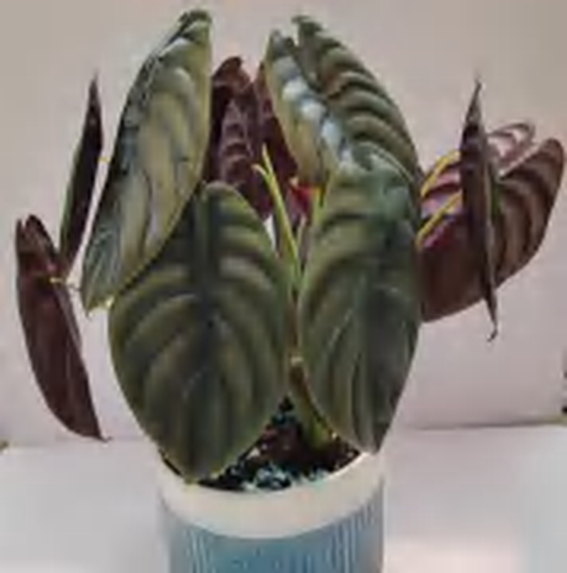 Alocasia Cuprea Black TC | Grower's Choice, Foshan Collection