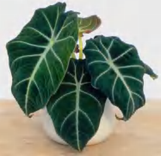 Alocasia Black Velvet TC | Grower's Choice, Foshan Collection