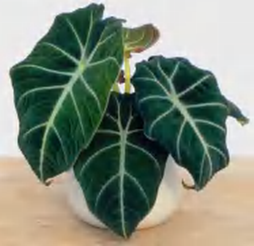 Alocasia Black Velvet TC | Grower's Choice, Foshan Collection