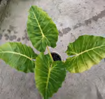 Alocasia Lutea Lime (new Gold) TC | Grower's Choice, Foshan Collection
