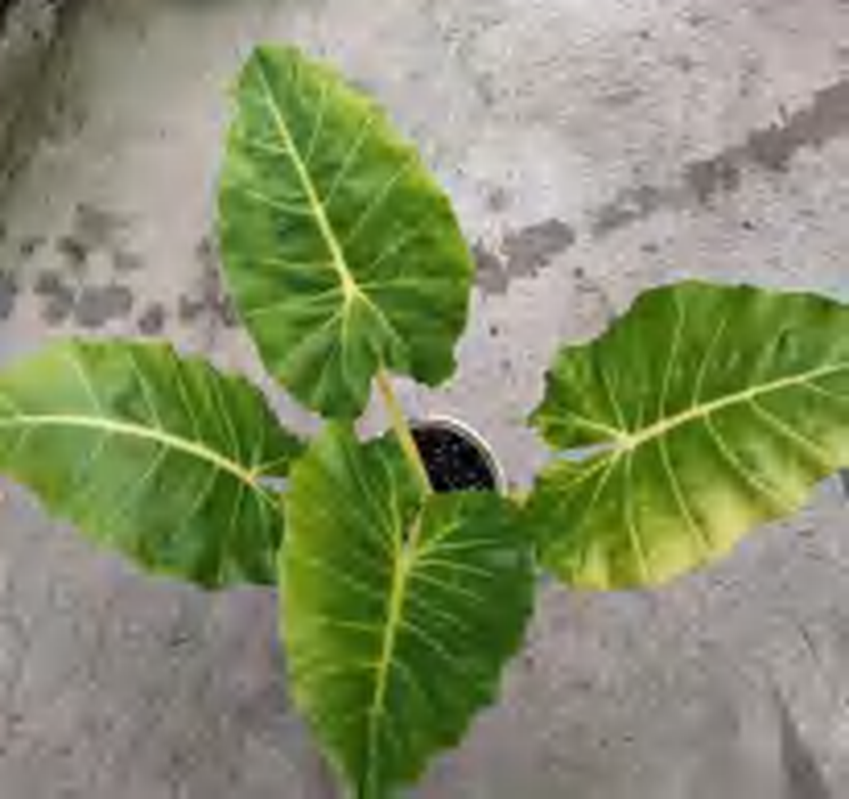 Alocasia Lutea Lime (new Gold) TC | Grower's Choice, Foshan Collection