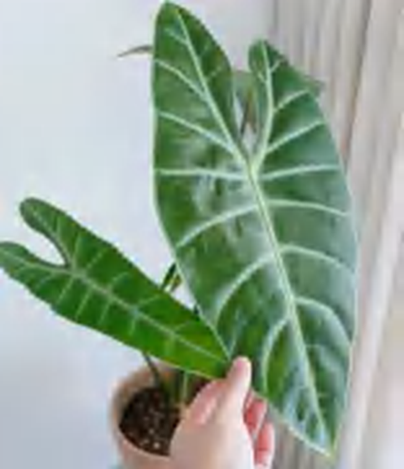 Alocasia Longiloba Silver TC | Grower's Choice, Foshan Collection