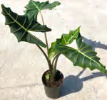 Alocasia 'Sarian' TC | Grower's Choice, Foshan Collection