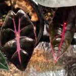 Alocasia Longiloba Suhirmaniana （Purple Vein） TC | Grower's Choice, Foshan Collection