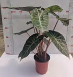 Alocasia Pink Dragon TC | Grower's Choice, Foshan Collection