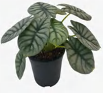 Alocasia 'Silver Dragon' TC | Grower's Choice, Foshan Collection