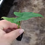 Alocasia 'Sabrina' TC | Grower's Choice, Foshan Collection