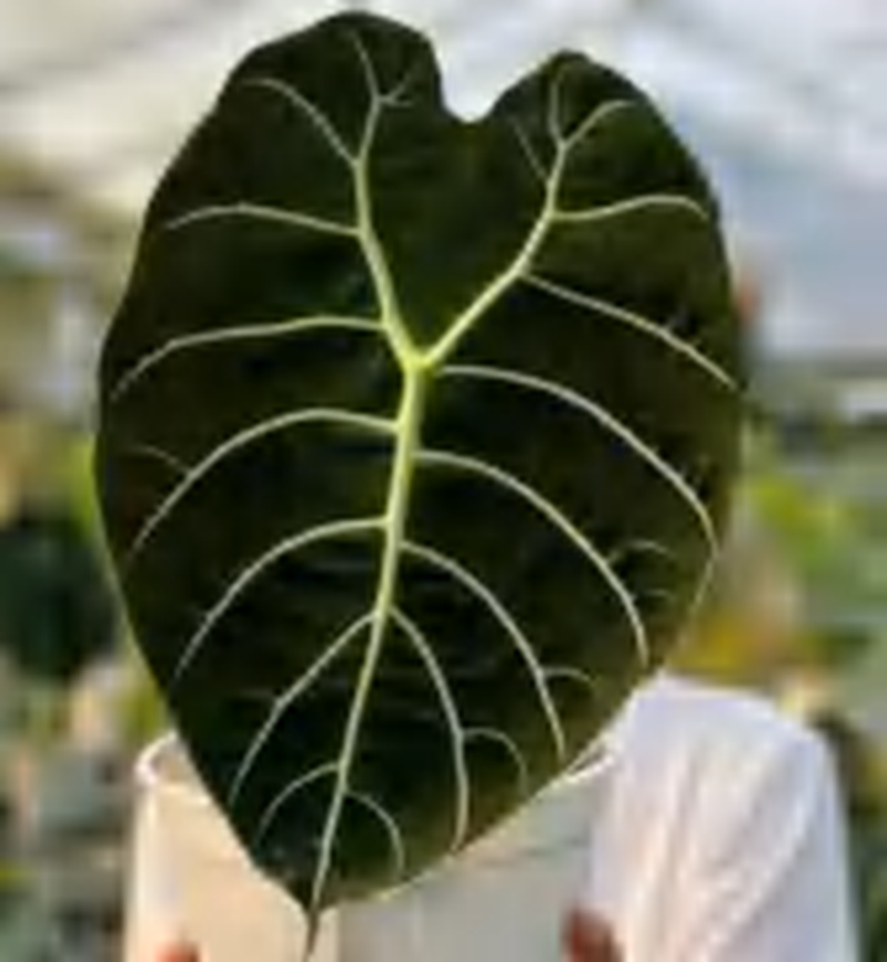 Alocasia Watsoniana Doff Alocasia 'Pride Of Curup' TC | Grower's Choice, Foshan Collection
