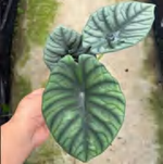 Alocasia Nebula 'Imperialis'/'Silver Nebula' TC | Grower's Choice, Foshan Collection