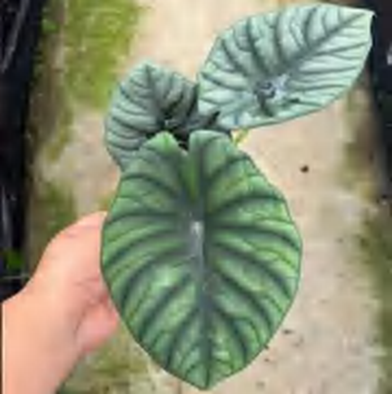 Alocasia Nebula 'Imperialis'/'Silver Nebula' TC | Grower's Choice, Foshan Collection