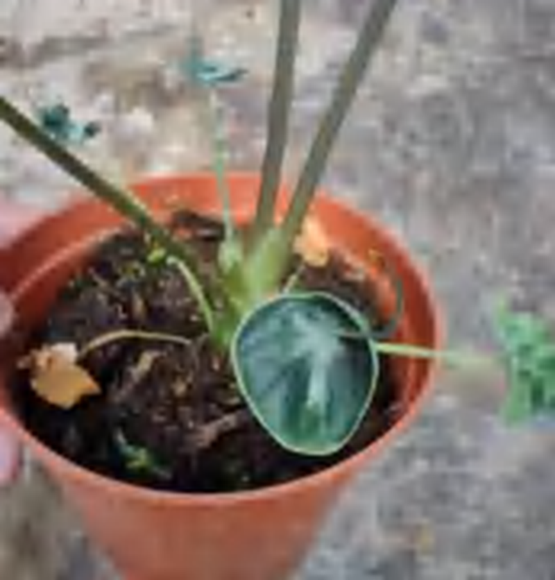 Alocasia Teletubbies TC | Grower's Choice, Foshan Collection