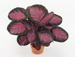 Calathea Roseo Picta 'Crimson' | Seller's Choice, Hainan Collection