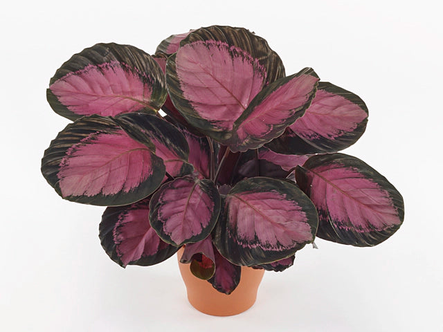 Calathea Roseo Picta 'Crimson' | Seller's Choice, Hainan Collection