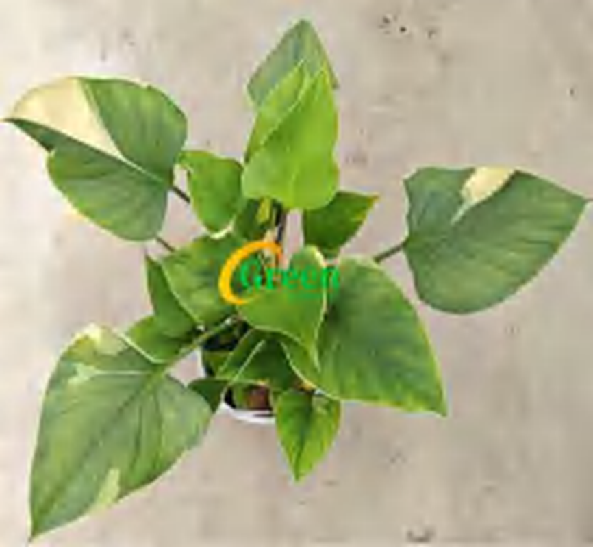 Homalomena Sunshine Gem 'Variegated ' TC | Grower's Choice, Foshan Collection