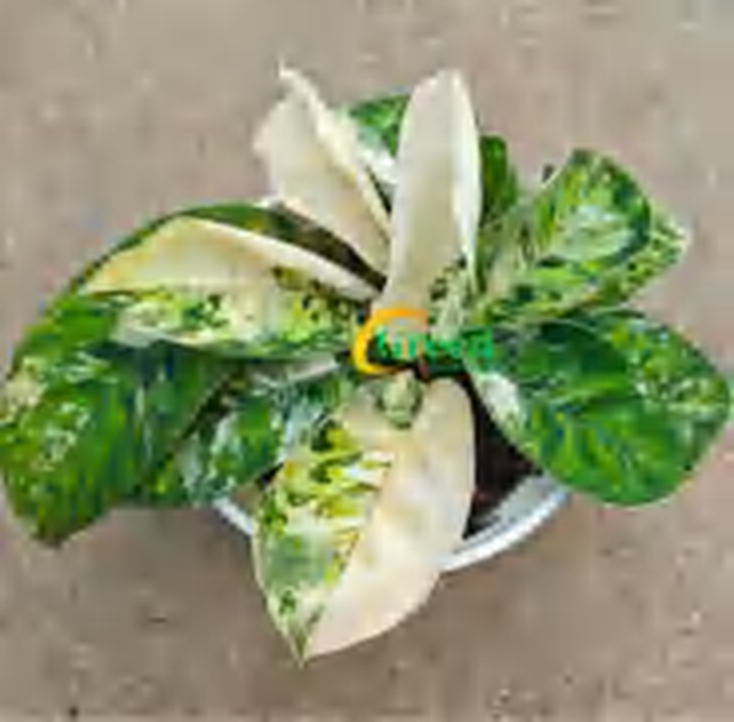 Homalomena Camouflage Ablo TC | Grower's Choice, Foshan Collection