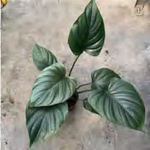 Homalomena 'Emerald Gem' TC | Grower's Choice, Foshan Collection