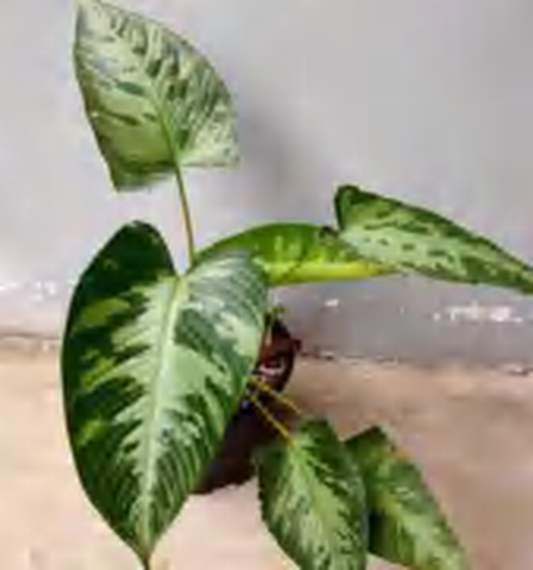 Homalomena Schismatoglottis Neoguineensis TC | Grower's Choice, Foshan Collection