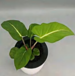 Homalomena Golden Vein TC | Grower's Choice, Foshan Collection