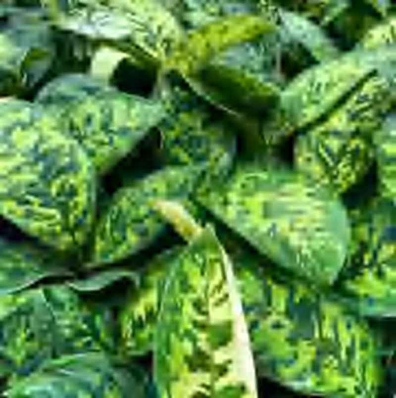 Homalomena Camouflage TC | Grower's Choice, Foshan Collection