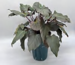 Homalomena Flaming Red TC | Grower's Choice, Foshan Collection