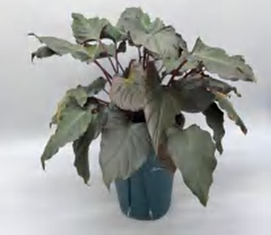 Homalomena Flaming Red TC | Grower's Choice, Foshan Collection