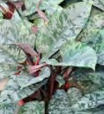 Schismatoglottis Apoballis Acuminatissima Red Sword TC | Grower's Choice, Foshan Collection