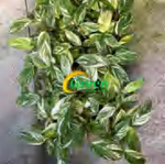 Calathea Ctenanthe 'Cloud Brocade' TC | Grower's Choice, Foshan Collection