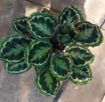 Calathea Roseapicta 'Black Rose' TC | Grower's Choice, Foshan Collection