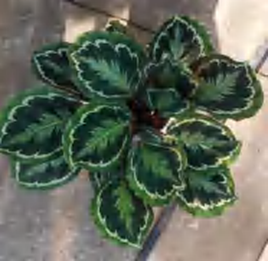 Calathea Roseapicta 'Black Rose' TC | Grower's Choice, Foshan Collection
