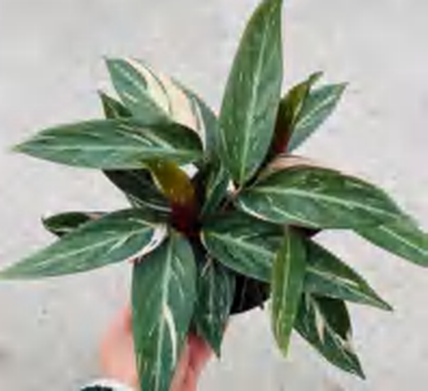 Calathea Sanguinea Bicolor TC | Grower's Choice, Foshan Collection
