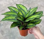 Calathea ‘Beauty Star’ TC | Grower's Choice, Foshan Collection