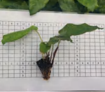 Calathea Musaica Network TC | Grower's Choice, Foshan Collection