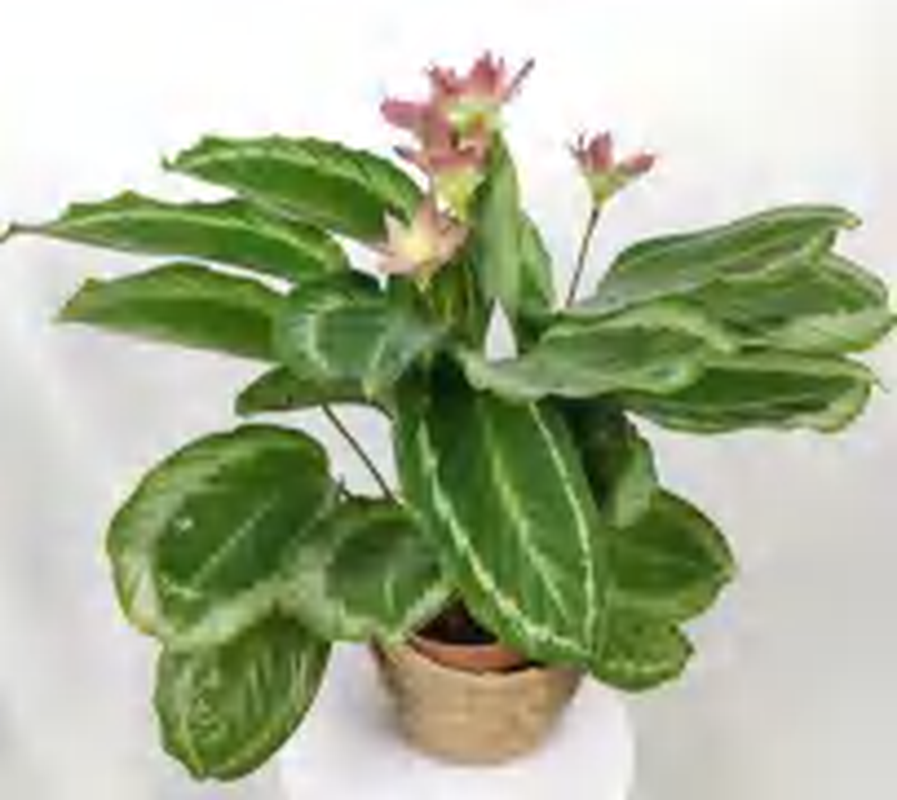 Calathea Qinglian （Bicajoux) TC | Grower's Choice, Foshan Collection