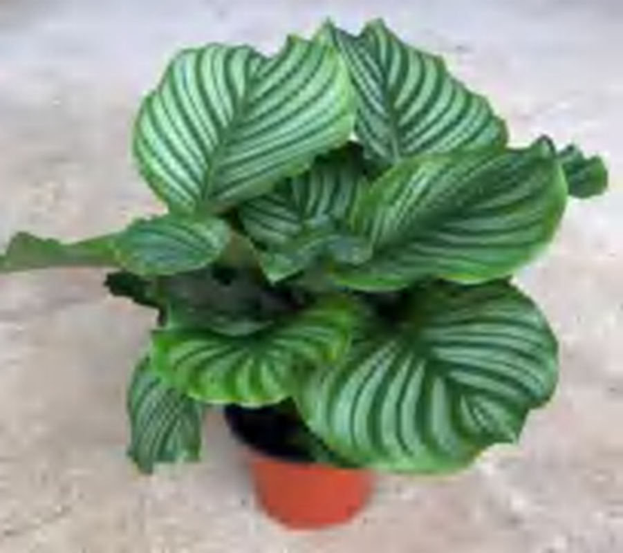 Calathea Orbifolia(Linden) H A Kenn TC | Grower's Choice, Foshan Collection