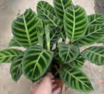 Calathea Zebrina TC | Grower's Choice, Foshan Collection
