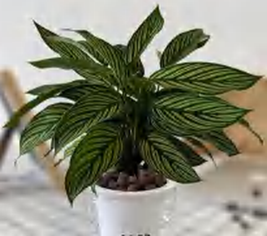 Calathea Vittata TC | Grower's Choice, Foshan Collection