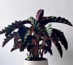 Calathea Gandersii Goeppertia Gandersii TC | Grower's Choice, Foshan Collection