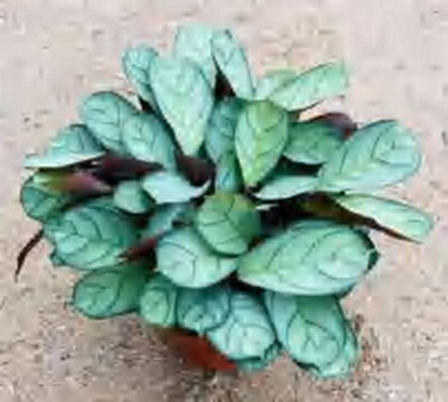 Ctenanthe Burle-Marxii 'Amagris' TC | Grower's Choice, Foshan Collection