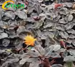 Calathea Crocata Mort Et Joris TC | Grower's Choice, Foshan Collection