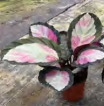 Calathea 'Rosey Roseo Picta'/C057 TC | Grower's Choice, Foshan Collection