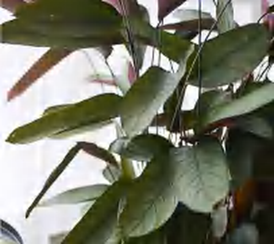 Calathea Ctenathe Setosa TC | Grower's Choice, Foshan Collection