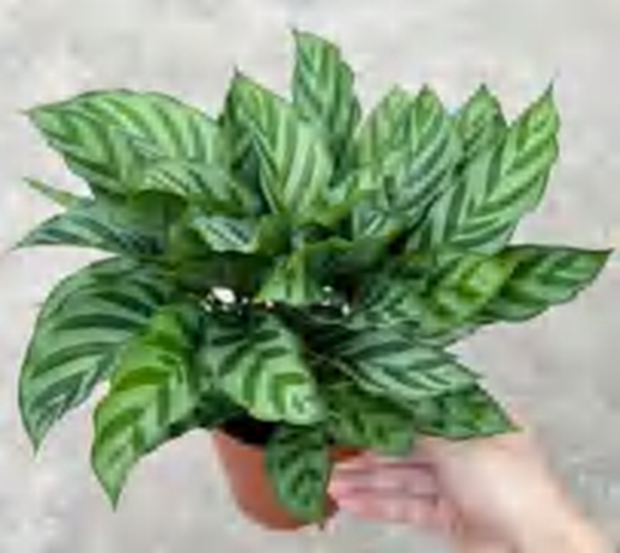 Calathea Bachemiana TC | Grower's Choice, Foshan Collection