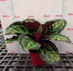 Calathea Illustris TC | Grower's Choice, Foshan Collection
