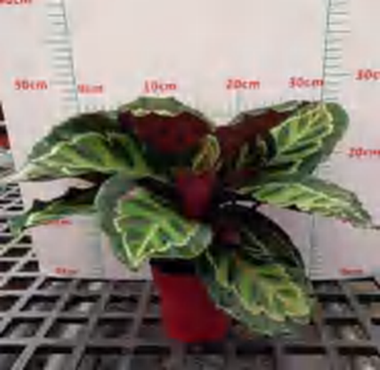 Calathea Illustris TC | Grower's Choice, Foshan Collection