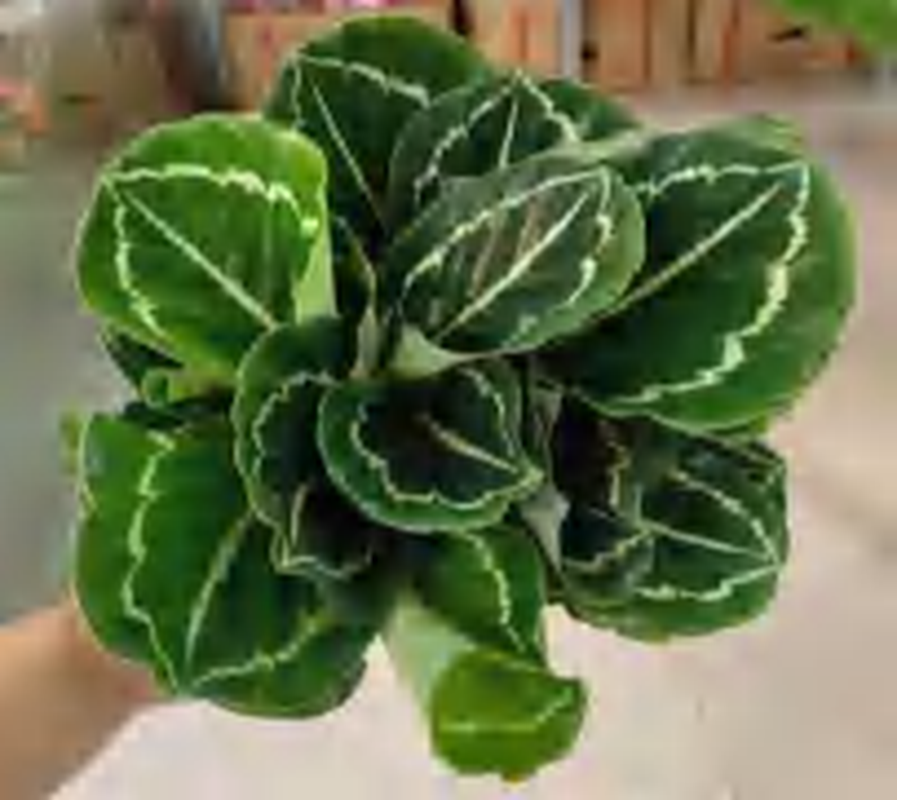 Calathea Green Lipstick TC | Grower's Choice, Foshan Collection